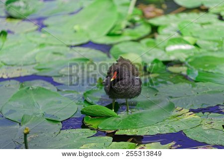 Gallinula Chloropus - Common Moorhen Walking Over The Leaves Of Water Lily