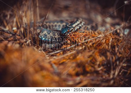 Viper In Sweden Geting Worm In The Sun