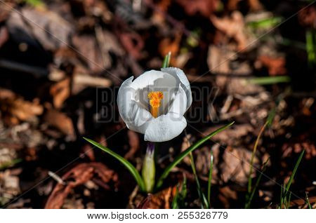 Crcus Flower In The Wild Sun Light