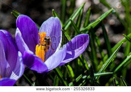 Crcus Flower In The Wild Sun Light
