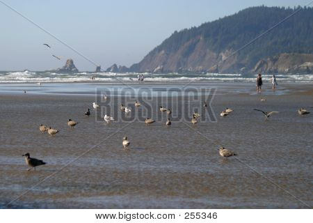 Top Beach