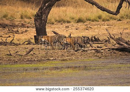 Tiger Panthera Tigris Tigris- T 19 With Cub, Ranthambhore Tiger Reserve, Rajasthan, India