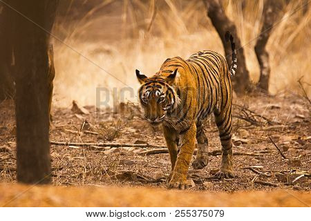 Tiger Panthera Tigris Tigris- T 19, Ranthambhore Tiger Reserve, Rajasthan, India