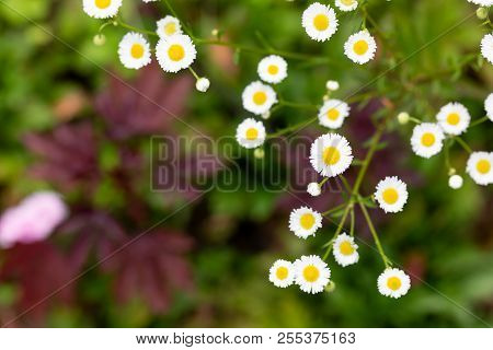 Eriocaulaceae Button Flower. White Flowers On A Nature Background