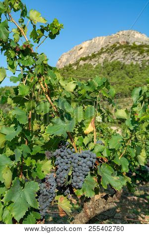 French Red  Aoc Wine Grapes Plant, New Harvest Of Wine Grape In France, Vaucluse, Gigondas Domain Or