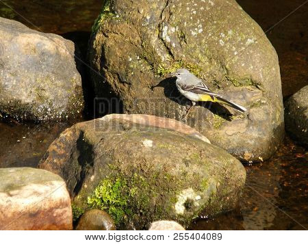 Close Up Of Grey Wagtail Perched On A Moss Covered Boulder In A Shallow River While Feeding In Late 