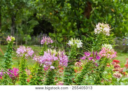 Tarenaya Hassleriana Flower In Garden , Bangkok Thailand.