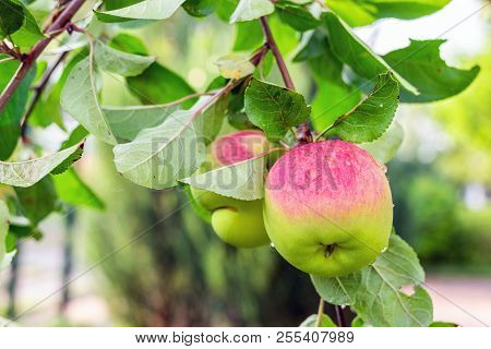 Close-up Organic Bio Red Green Apples Growing On Tree Branch In Orchard. Beautiful Fruit Garden Deta