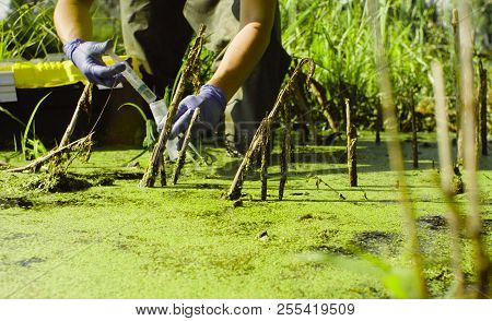 Hands Of A Woman Ecologist Taking Samples Of Water