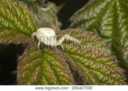 White Crab Spider Which Waits In Ambush To Catch Its Prey