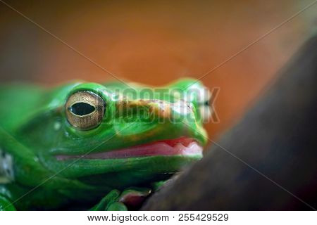 One Green Frog Or Toad With The Big Head And With Big Eyes Closeup In The Foreground