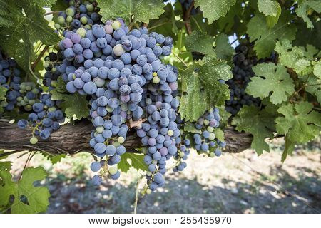 Black Grapes Vineyard (turkey Izmir Urla Vineyards)