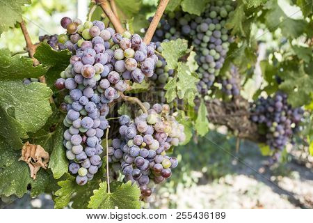 Black Grapes Vineyard (turkey Izmir Urla Vineyards)