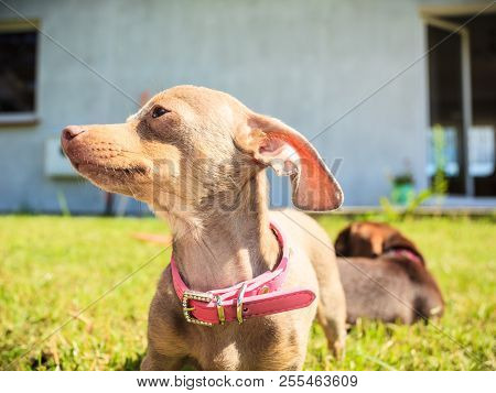 Little Pinscher Ratter Prazsky Krysarik Crossbreed Small Dog Playing Outside On Grass During Summer 