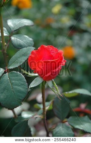 Macroshot A Red Head Rose Flower With Yellow Center On Green Background