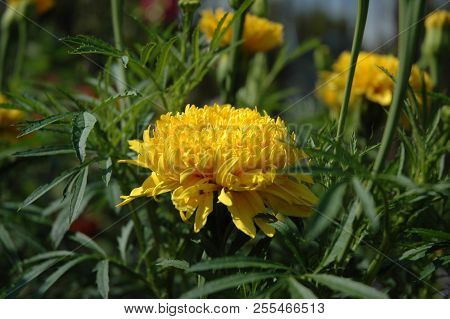 Macroshot A Head Yellow Flower With Many Petals On Blur Green Background