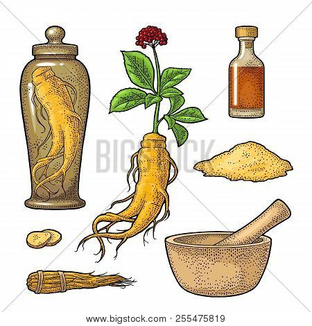 Root And Leaves Panax Ginseng. Vector Engraving Black Illustration