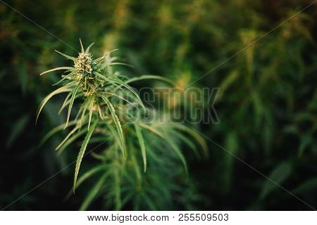 Bush Flowering Herb Hemp With Seeds And Flowers Sun Glint Background. Concept Breeding Of Marijuana,