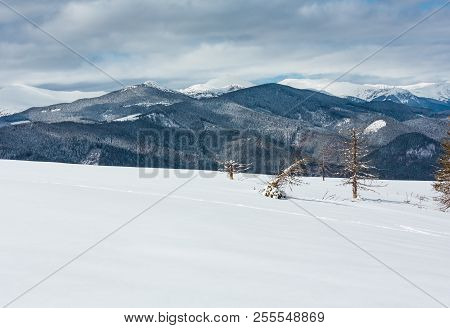 Picturesque Winter Mountain View From Skupova Mountain Slope With Some Withered Windbreak Trees. Ukr