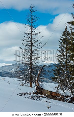 Picturesque Winter Mountain View From Skupova Mountain Slope With Some Withered Windbreak Trees. Ukr