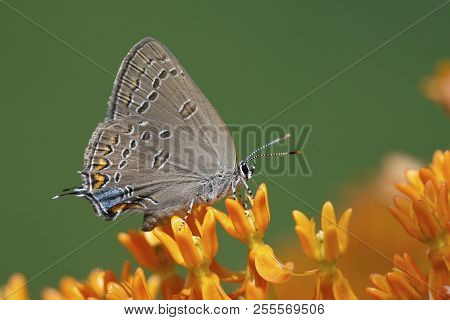 Edwards' Hairstreak Nectaring On Butterfly Weed