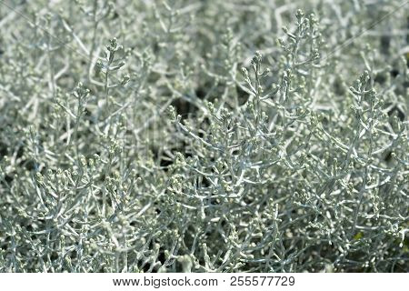 Silver Cushion Bush - Latin Name - Calocephalus Brownii (leucophyta Brownii)