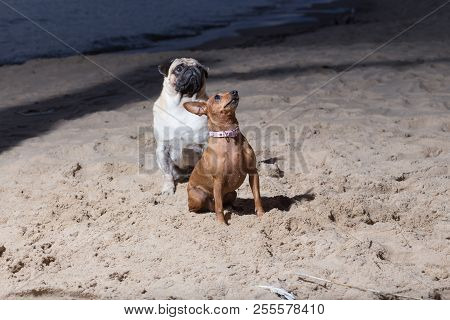 Two Dogs Sit At Baltic Sea. White Mops And Brovn Toy Terrier.