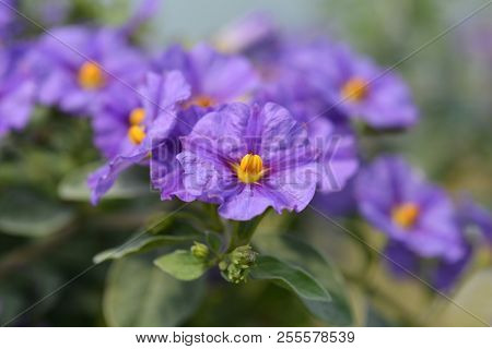 Blue Potato Bush Blue Fountain - Latin Name - Lycianthes Rantonnetii Blue Fountain (solanum Rantonne