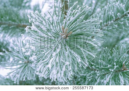 Pine trees covered with frost. Pine needles in snow. Cloudy frosty day.Spruce branches in the snow.