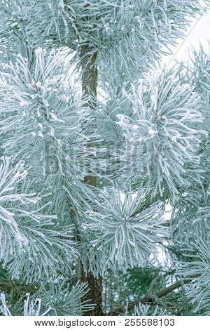 Pine Trees Covered With Frost. Pine Needles In Snow. Cloudy Frosty Day.spruce Branches In The Snow.