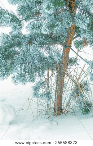 Pine Trees Covered With Frost. Pine Needles In Snow. Cloudy Frosty Day.spruce Branches In The Snow.
