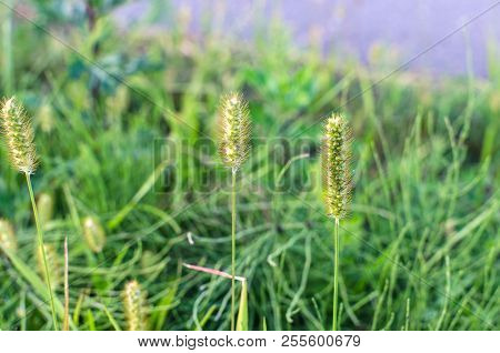 Grass Timothy Grows In The Wild. Timofeevka Close Up In Nature