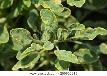 Common Sage Icterina - Latin Name - Salvia Officinalis Icterina