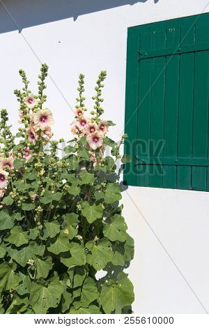 Ile de RÃ© - Hollyhocks and white house with green shutters