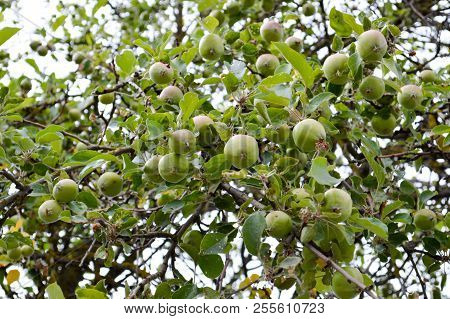 Beautiful Green Natural Sour Unripened Apples On A Branch Of An Apple Tree With Green Leaves. The Ba