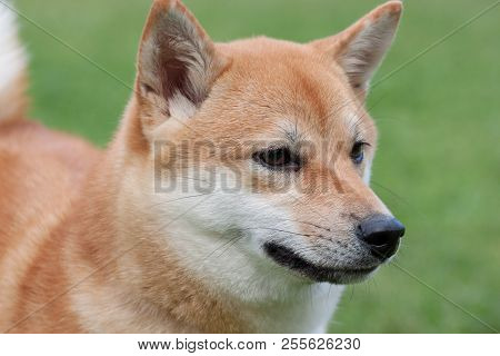 Cute Red Shiba Inu Close Up. Pet Animals.