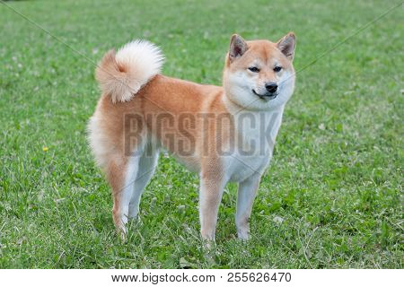 Red Shiba Inu Is Standing In The Green Grass. Pet Animals.