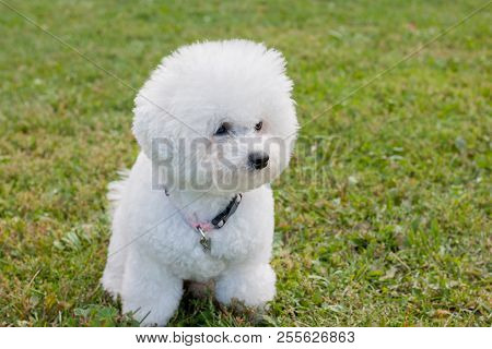 Cute Bichon Frise Is Sitting On A Spring Meadow. Purebred Dog.