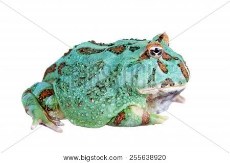 The Samurai Blue Pacman Frog Isolated On White