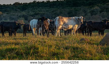 Shot Taken In The Morning In A Rural Area Of São Paulo. Displaying Grass Fed Beef Cattle With Tags O