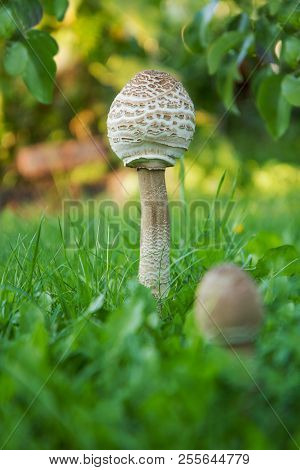 Pair Of Parasol Mushrooms  (macrolepiota Procera Or Lepiota Procera) On A Grassy Glade