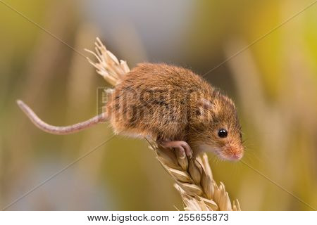 Micromys minutus or Harvest Mouse in wheat field