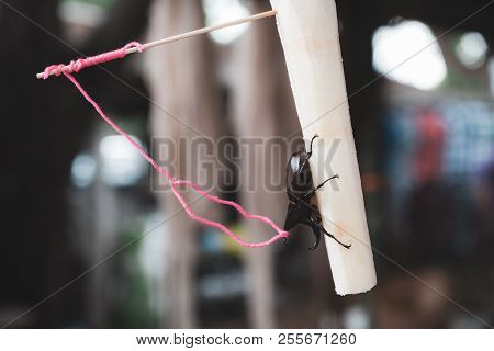 Closeup Image Of A Dynastes Hercules Tied By A Rope On Sugarcane Piece