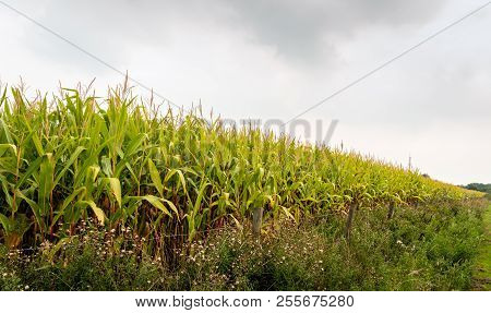 Fodder Maize Plants Growing Along A Fence With Barbed Wire. The Quality Of The Corn Is Poor Because 