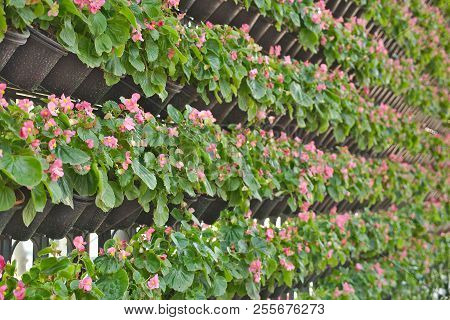 Vertical Gardening Decorative Wall Hanging Flower Pots