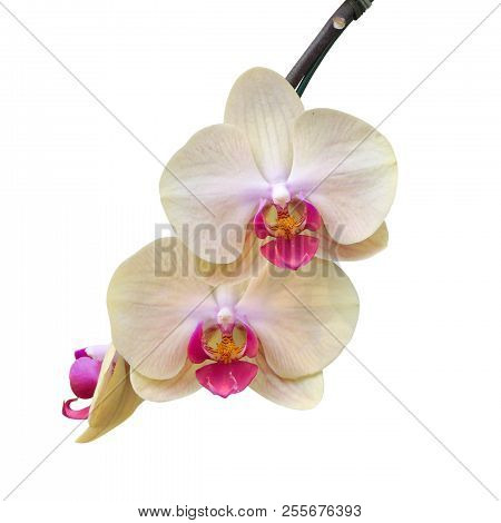 Beautiful Orchid Flower Isolated On White Background