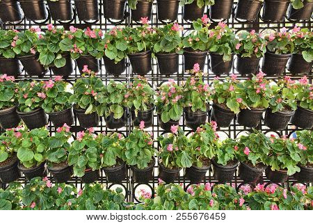 Vertical Gardening Decorative Wall Hanging Flower Pots