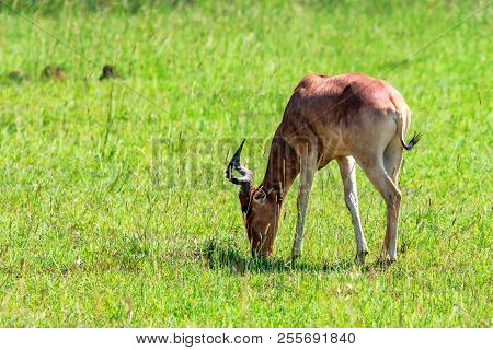 Close-up Of Coke's Hartebeest Or Connochaetes Taurinus