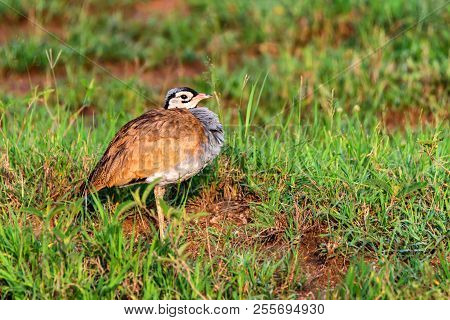 Close-up Of White-bellied Bustard Or Eupodotis Senegalensis