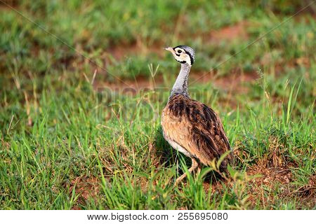 Close-up Of White-bellied Bustard Or Eupodotis Senegalensis
